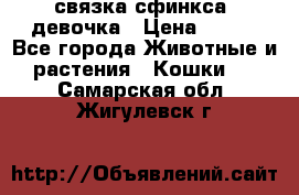 связка сфинкса. девочка › Цена ­ 500 - Все города Животные и растения » Кошки   . Самарская обл.,Жигулевск г.